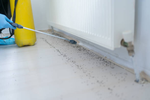 Trusted Jefferson Valley Yorktown, NY Pest Control Experts